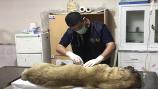 Başına Tabancayla Ateş Edilmiş Olarak Bulunan Köpek Tedavi Altına Alındı
