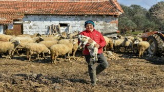 Sosyal Medyada Gündem Olan Havranlı Şevki Savra'nın Koyunları Sigortalandı