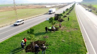 Türkoğlu Belediyesi Kahramanmaraş Yolu Üzerinde 5 Bin Adet Fidan Dikimi Yaptı