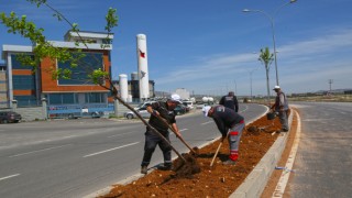 Kahramanmaraş Büyükşehir Orta Refüjlere Çicek ve Fidan Ekti !