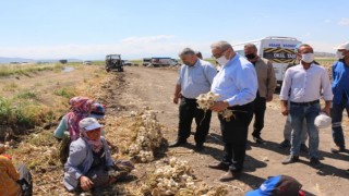 Pazarcık'ta Sarımsak Hasadı Başladı