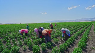 Destek Sayesinde Çiftçinin Yüzü Güldü