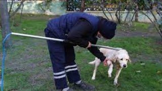 Kahramanmaraş'ta Sokak Hayvanları Toplanmaya Başlandı