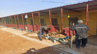 Parklarda Çocuklar, Barınakta Sokak Hayvanları Mutlu Olacak