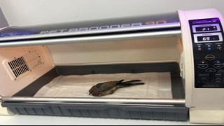 Yaralı kumruya Onikişubat Belediyesi personelleri sahip çıktı