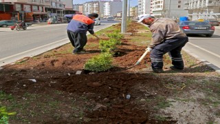 Cadde ve Bulvarlar Bitkilerle Donatılıyor