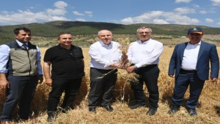 Başkan Güngör Buğday Hasadına Katıldı