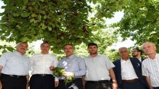 Başkan Güngör; “Çiğşar Kirazı’nın Marka Değerini Artıracağız”