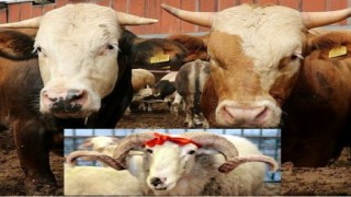 Onikişubat’taki Kurbanlık Satış Ve Kesim Yerleri Belli Oldu
