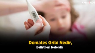 Domates Gribi Nedir, Belirtileri Nelerdir