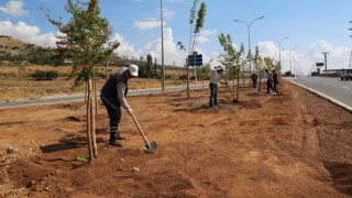 Büyükşehir 10 Bin Ağacı Toprakla Buluşturdu