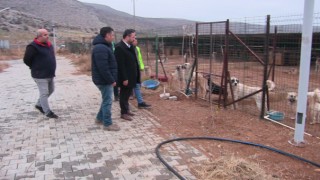 Ruhsatı Alınan Barınakta, 200 Köpek Kısırlaştırıldı
