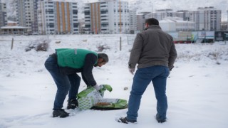Sokak hayvanları için yem ve mama bırakıldı