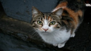Ankara'da Vahşet: Kedi İple Asılı Durumda Bulundu!