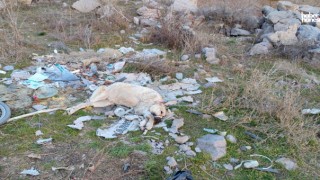 Ankara'da Vahşet: Sokak Köpeği Korkunç Halde Bulundu!
