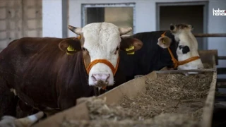 2024 Kurbanlık Fiyatları, Dana Düve Hisse Fiyatları Asgari Ücrete Yetişti!