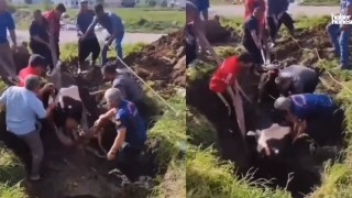 Kahramanmaraş'ta Kuyuya Düşen İneği İtfaiye Ekipleri Kurtardı