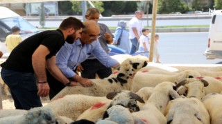 Kurbanlık Hayvan Seçerken Nelere Dikkat Etmeliyiz? İyi Kurbanlık Nasıl Seçilir?