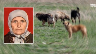 Adana'da Yaşlı Kadın Sokak Köpekleri Tarafından Saldırıya Uğrayıp Öldü!