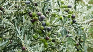 Kansersavar Besinler Listesinde İlk Sırada! Siyah Zeytin mi, Yeşil Zeytin mi Daha Faydalı?