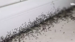Karıncalarla Başınız Dertte mi? Evdeki Karıncaları Uzaklaştıracak Doğal Yöntemler!
