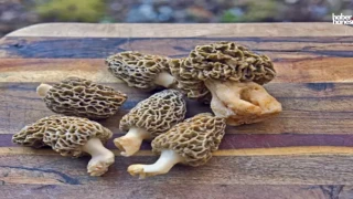 Kuzu Göbeği Mantarı: Lezzetin ve Şifanın Buluştuğu Doğal Hazine