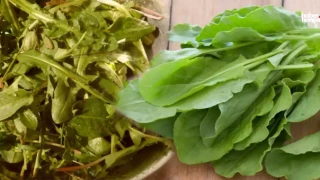 Kuzu Kulağı Bitkisinin Faydaları Nedir?