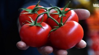 Kahramanmaraş Domatesi Türkiye'den Almanya, İngiltere ve Katar'a İhracat Ediliyor!