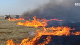 Kahramanmaraş'ta Anız Yangınlarıyla Mücadele Çağrısı: TEMA Vakfı'ndan Uyarı