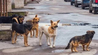 Hayvanları Koruma Kanunu Yolda: Sokak Köpekleri İçin Ötenazi ve Barınak Şartları!