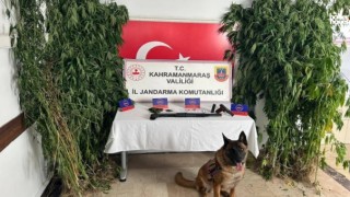 Kahramanmaraşta Jandarma’dan Kenevir Operasyonu: İki Kişi Gözaltında