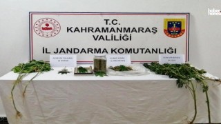 Kahramanmaraş'ta Kenevir Yetiştiren 69 Yaşındaki Şahıs Gözaltına Alındı