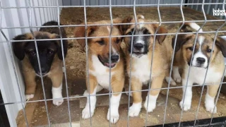 Sokak Köpekleri İçin Yeni Kanun Teklifi: 17 Madde İçeren Düzenleme Komisyonda Geçti