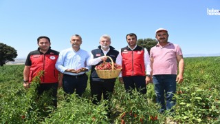 Kahramanmaraş Biberi Hasadı Başladı: Başkan Görgel’den Üretim Müjdeleri