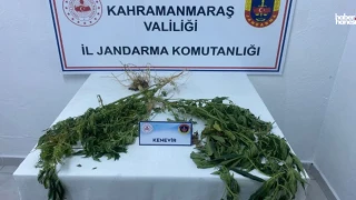 Kahramanmaraş'ta Kenevir Yetiştiren Şahıs Jandarma Tarafından Yakalandı