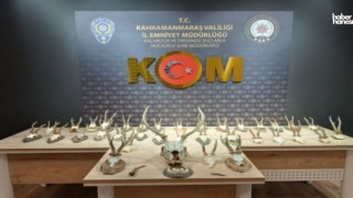 Kahramanmaraş’ta Yasa Dışı Avcılığa Darbe: 34 Karaca ve 1 Kızıl Geyik Boynuzları Ele Geçirildi