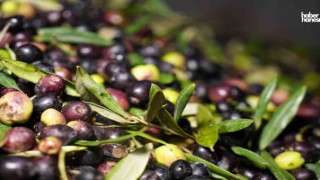 Kahramanmaraş’ta Zeytin Hasadı Başladı: Fabrikalar Yeniden Faaliyette!