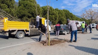 Kahramanmaraş Büyükşehir, Şehir Merkezine 5 Bin Yeni Ağaç Dikti!