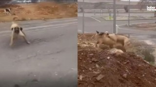 Kahramanmaraş’ta Sokak Köpekleri Tehlikesini Anlatmak İsterken Saldırıya Uğradı