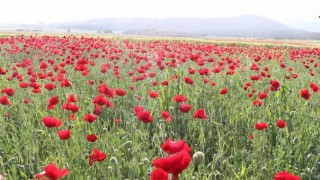 Kahramanmaraş’ta Baharın Müjdecisi Sümbül ve Gelincikler Açtı