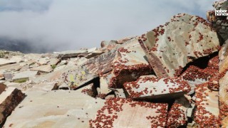 Türkiye’nin En Büyük Uğur Böceği Kolonisi Kahramanmaraş’ta