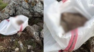 Kahramanmaraş’ta Tepki Çeken Olay! Elbistan’da Çuval İçinde Ölü Eşek Yavrusu Bulundu