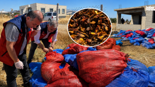 Kahramanmaraş'ta Ruhsatsız Mandıraya Baskın! Tonlarca Ürün İmha Edildi