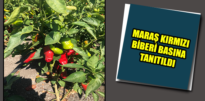 MARAŞ KIRMIZI BİBERİ BASINA TANITILDI
