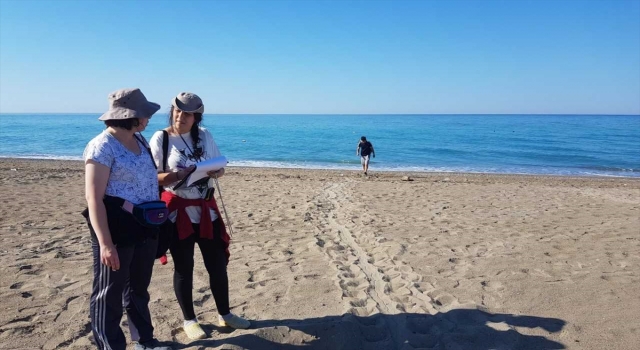 Caretta carettaların yuvalama döneminde işletmecilere ”ışık” ve ”şezlong” uyarısı