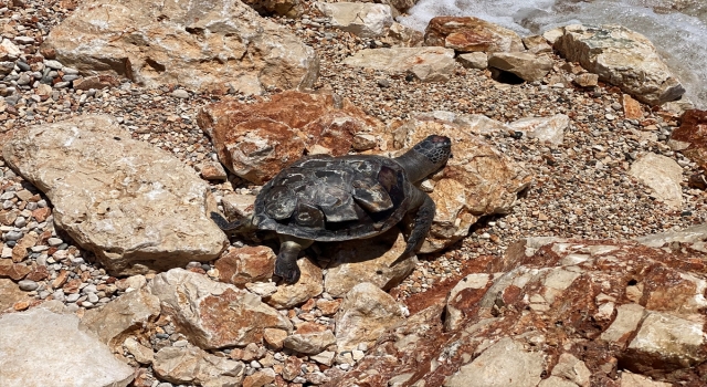 Antalya’da ölü caretta caretta bulundu