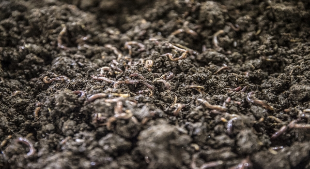 Evinin bodrumunda beslediği solucanlardan yıllık 12 ton gübre üretiyor