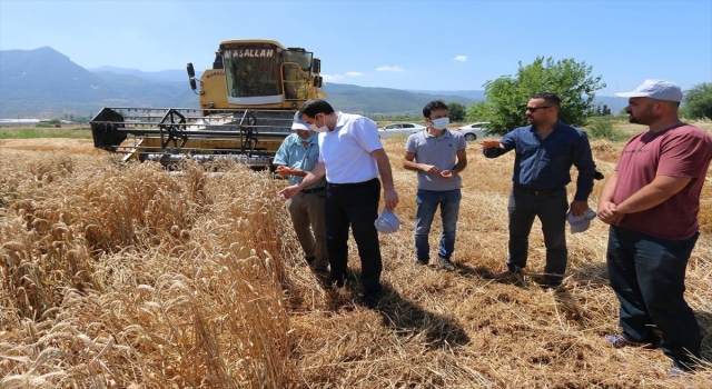 Osmaniye’de deneme amaçlı ekilen yerli buğday çeşidinin ilk hasadı yapıldı