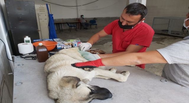 Yalvaç’ta sokak hayvanlarını kısırlaşma işlemi başlatıldı