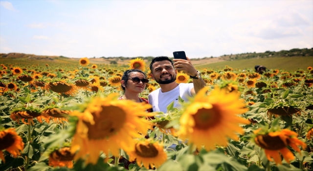 Çukurova’da sarıya boyanan ayçiçeği tarlaları doğal fotoğraf stüdyosu haline geldi